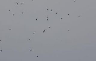 Bolu’da göç eden yüzlerce leylek bir arada görüntülendi