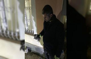 Boruya sıkışan yavru kedi kurtarıldı