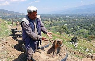 Bozdoğan’da kesilen zeytin ağaçları için vatandaşlar...