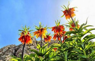 Bu çiçeği koparana 60 bin lira ceza