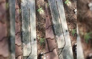 Bu da tırıl konvoyu: Görenler yıllan zannetti