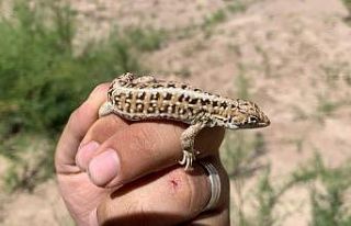 Bu kertenkele Türkiye’de dördüncü dünyada 45....