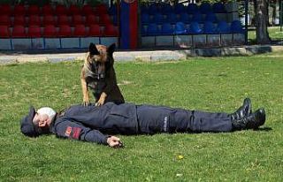 Bu köpekler şınav ve mekik çekiyor, kalp masajı...