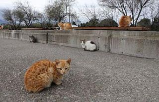 Bu sahilde her yer kedi