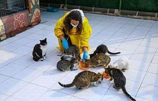 Buca’da engelli kedilere 5 yıldızlı hizmet