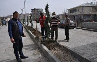 Bulanık Belediyesinden ağaçlandırma çalışması