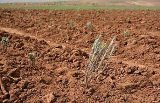 Bulgaristan’dan getirilen lavanta fideleri Bitlis’te...