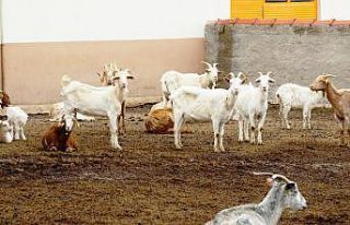 Bulut: “18 Nisan Çoban Günü ilan edilmeli”