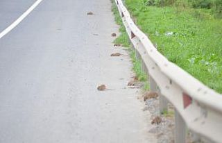 Bunlar da yol basan fareler