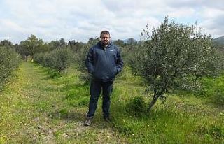 Burhaniye’de bodur zeytin dikimi yaygınlaştı