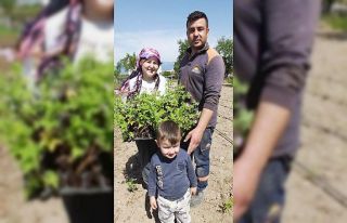 Burhaniye’de diplomalı kadın çiftçi