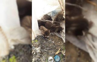 Bursa’da çuvala konulan yavru kediler ölmekten...
