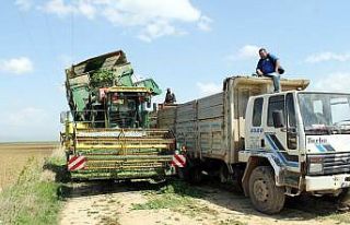 Bursa’da ıspanak hasadı başladı