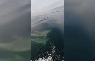 Bursa’da yunus balıklarının balıkçı tekneleriyle...