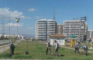 Büyükşehirden çınar seferberliği