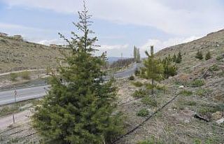 Büyükşehir’den Gesi Vadisi’ne 10 bin sarı...