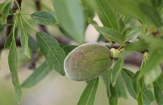 Çağla bademin fiyatı 5’e katladı