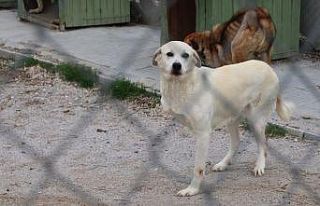 Çankaya Belediyesi sokak hayvanlarını güvenli...