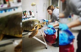 Caretta caretta, ateşli silahla yaralandı