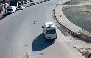 Çarptığı köpeği ölüme terk etti