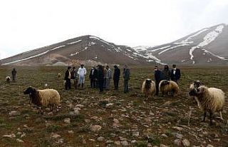 Çatak’ta ‘Sürü Yönetimi Elemanı’ kursu