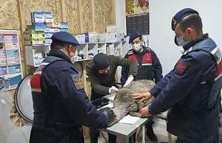 Çaya düşen karacayı gören jandarma düşünmeden...