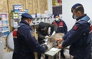 Çaya düşen karacayı jandarma ekipleri kurtardı