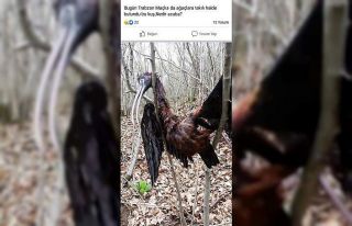 Çeltikçi Kuşu’nun göçü yarım kaldı