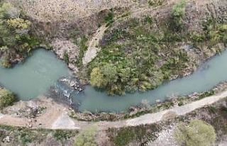 Çevresel faktörler, kefalleri bu hale getirdi