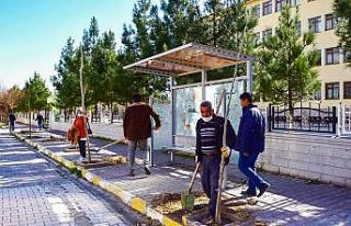 Ceylanpınar’da yeşil seferberlik