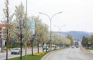 Çiçek açan ağaçlar görsel şölen sunuyor