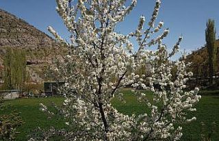 Çiçek açan ağaçlar havadan görüntülendi