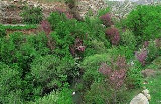 Çiçek açan erguvan ağaçları görenleri hayran...