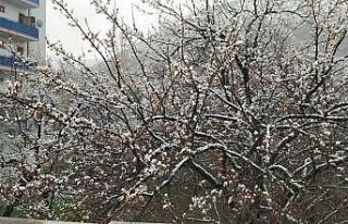 Çiçek açan kayısı ağaçları beyaza büründü,...