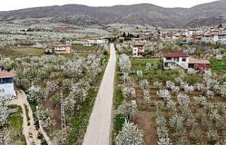 Çiçek açan yüzlerce kiraz ağacı görsel şölen...