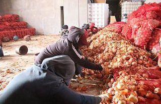 Çiftçiden alınan soğan ücretsiz olarak ihtiyaç...