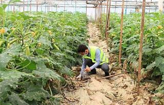 Çiftçinin toprağı analiz ediliyor