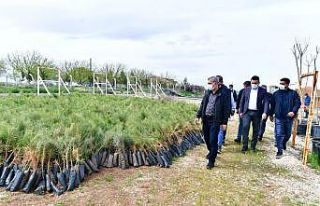 Çınar, Tepeköy fidanlık alanında ki çalışmaları...