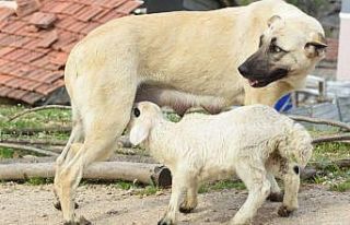 Çoban köpeği, kuzuya süt annelik yapıyor
