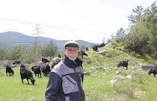 Çobanlık ‘parası çok hanımı yok’ mesleği...