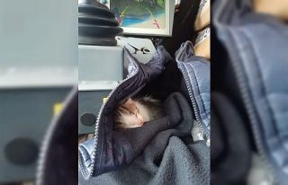 Çöp konteynerinde ölüme terkedilen yavru kedileri,...