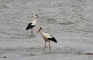 Covid’le insanlar evlere kapandı, doğa onlara...