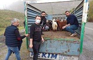 Çukurca’da çiftçilere 300 küçükbaş hayvan...