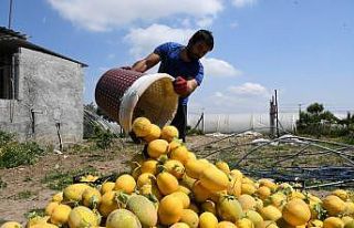 Çukurova’nın ilk kavun hasadı Mersin’de yapıldı