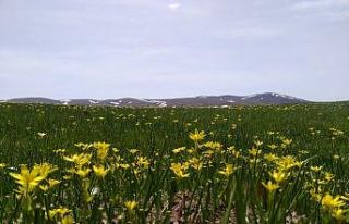 Dağ çiçekleri görsel şölen oluşturdu
