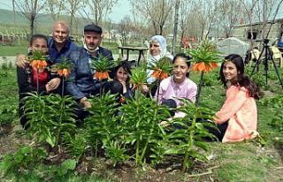 Dağdan getirdiği ters lale tohumlarıyla bahçesini...