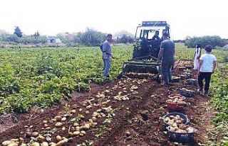 Datça’da ilk turfanda Patates hasadı