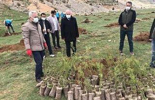 Davraz’a badem fidanları dikiliyor