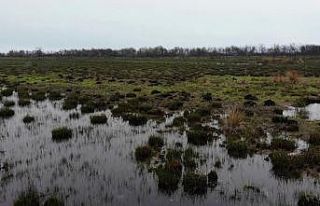 Deltada yanan bölge yeşillendi, hayvanlar bile otlamaya...