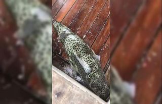 Dev balon balıkları oltaya takıldı